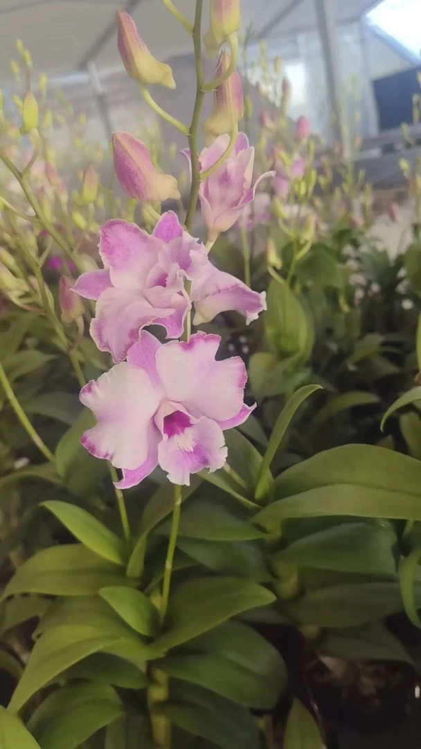 秋石斛（卡娜）带1枝花盆栽兰花大盆室内外好养 云南鲜花绿植