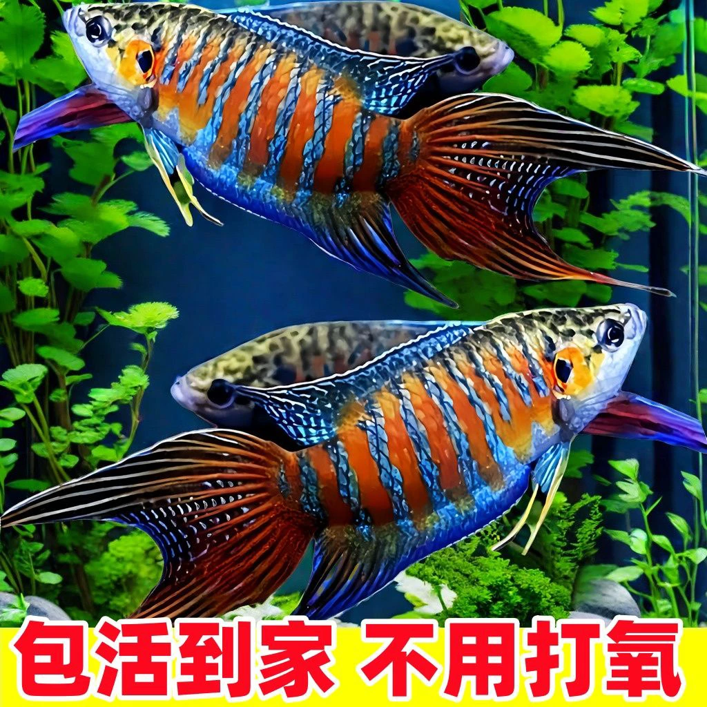 直播间拍号中国斗鱼活鱼蓝叉巨普叉冷水鱼不加温不打氧易养耐活