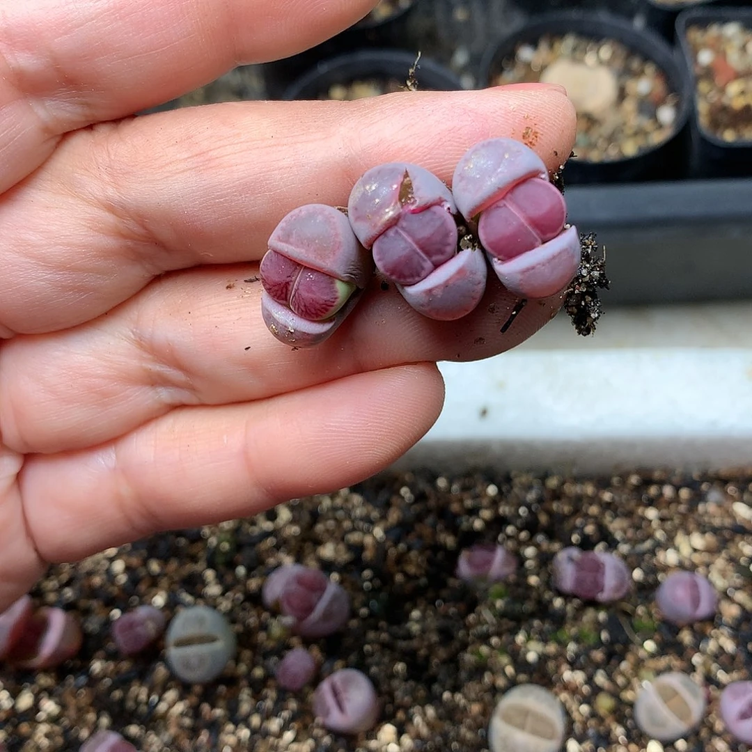 淼*W587多肉植物保护