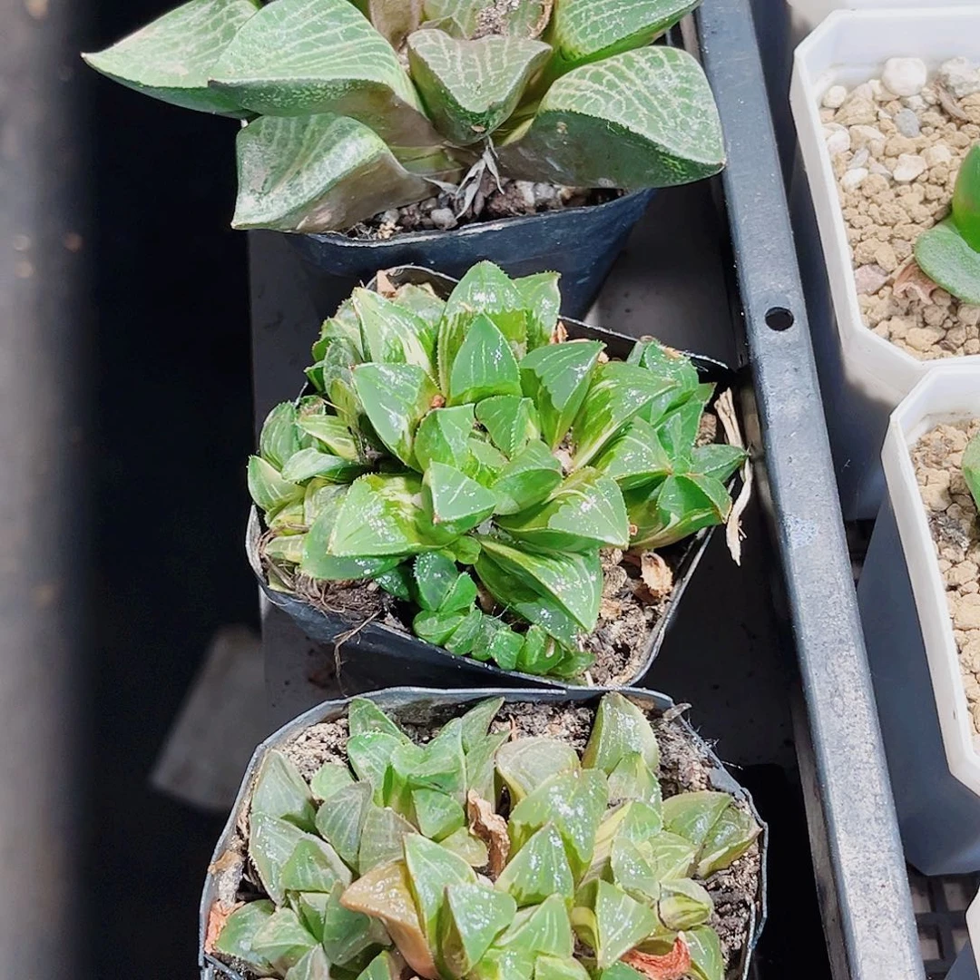 特价处理寿系列的