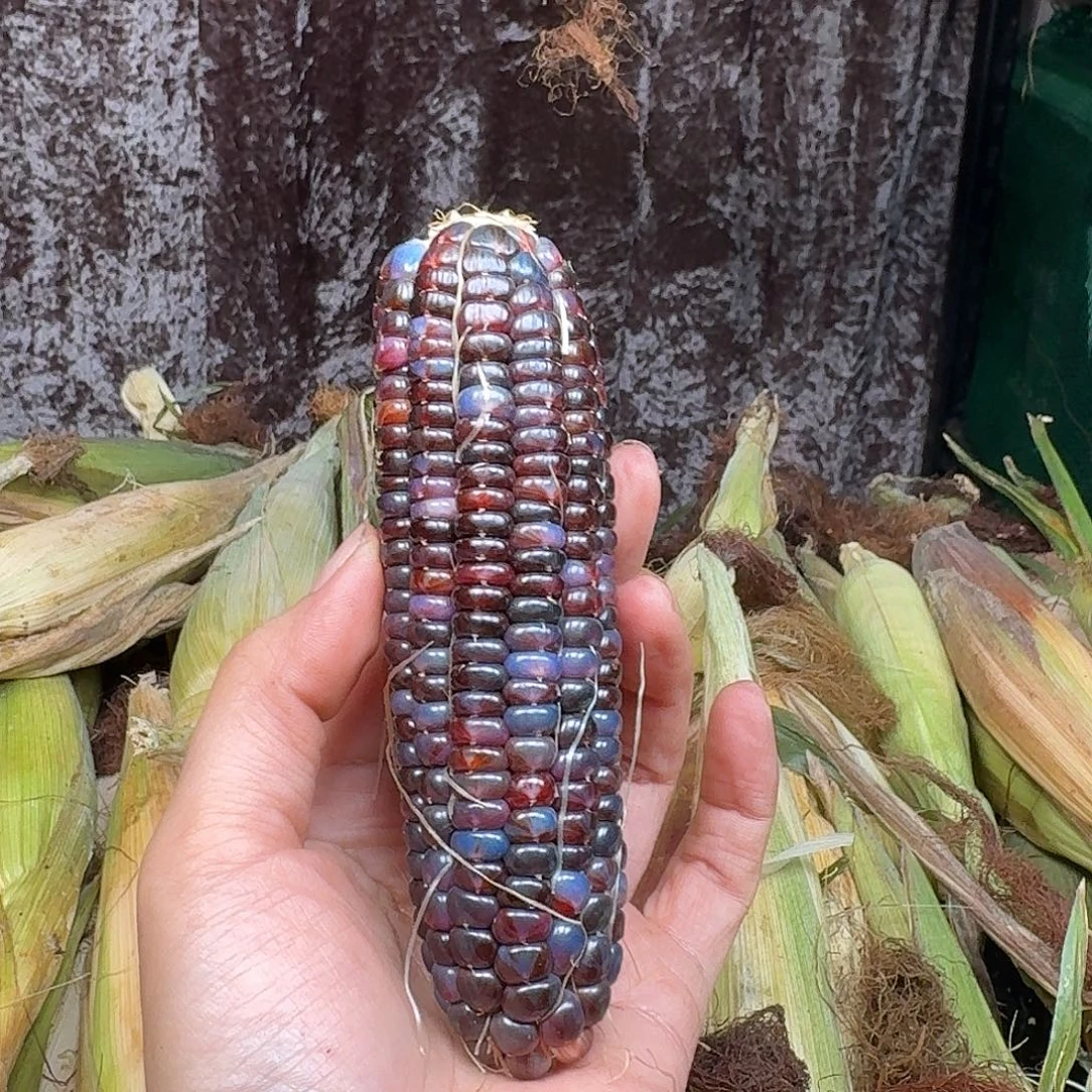 十***月柏香籽/百香籽吊坠