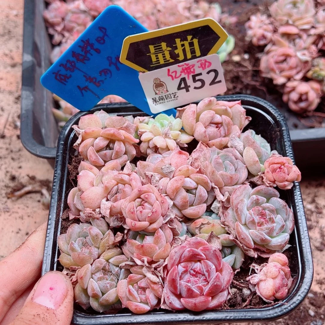 多肉植物多肉植物