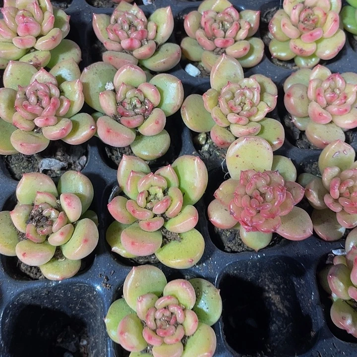 小苹果花1元带土发