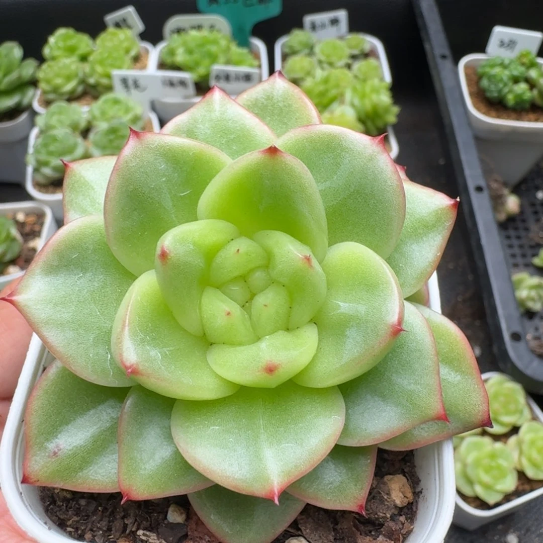 一物一拍一盒530-366