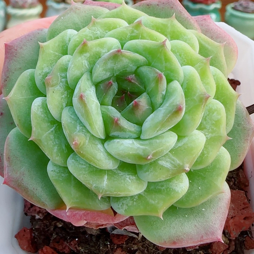 花语逸镜1010-51石化糖心母本
