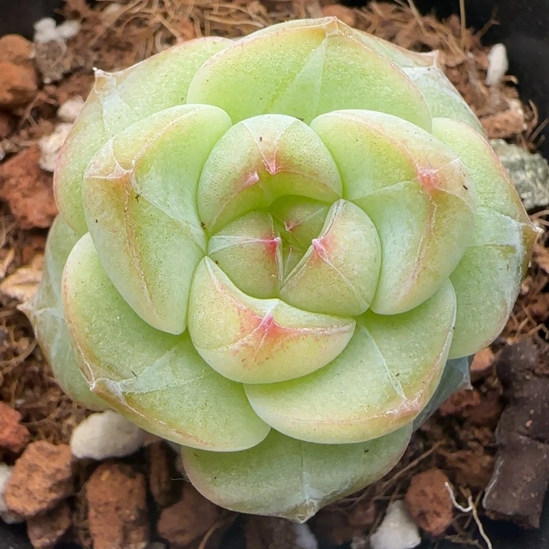 【满29包邮非偏远】459