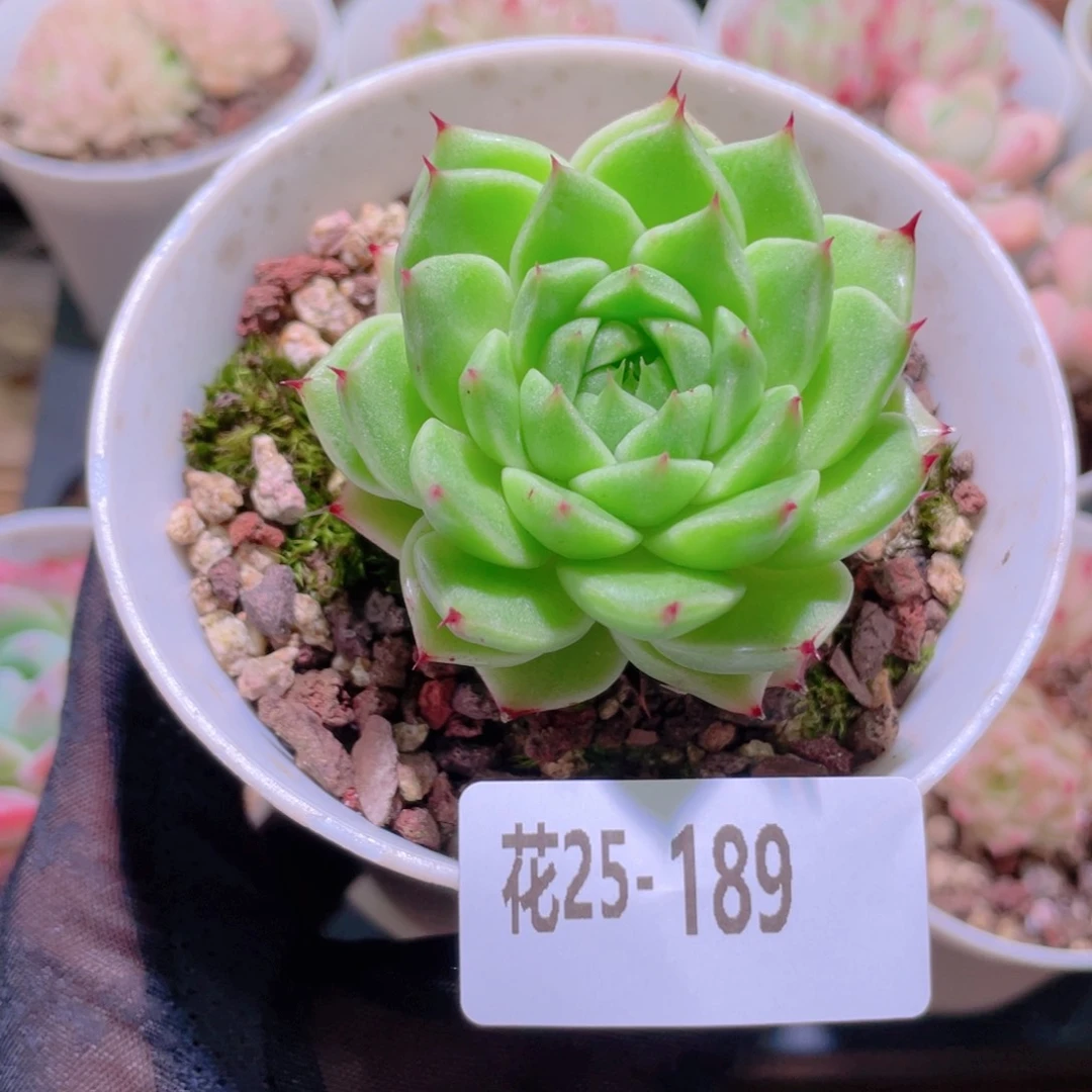 花利美25-189麦秆