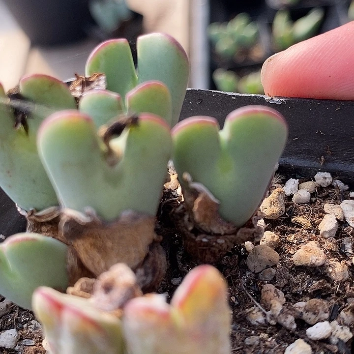 2645红边少将一群。