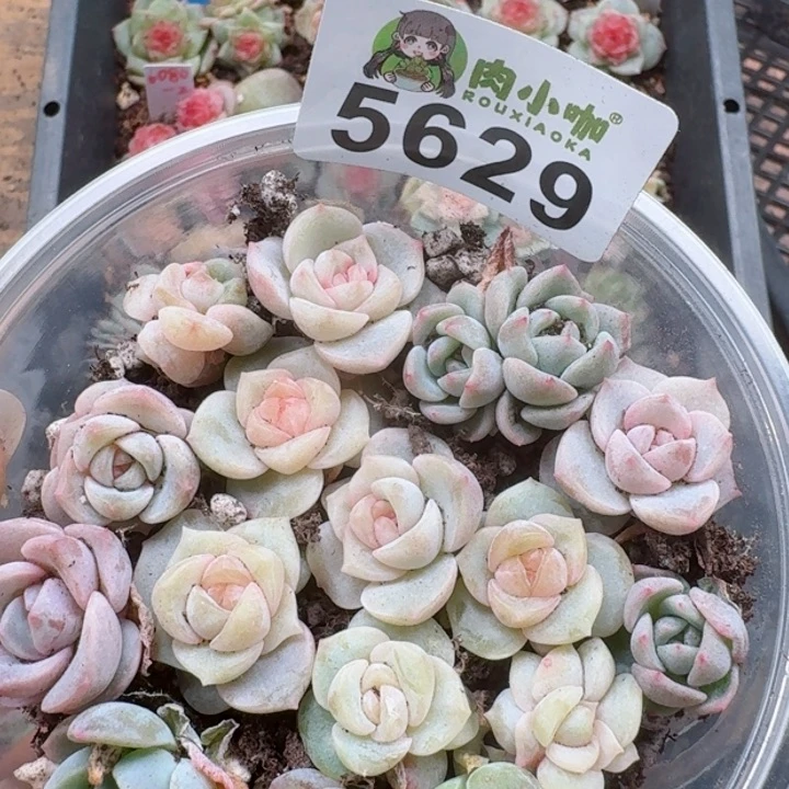 多肉植物多肉植物