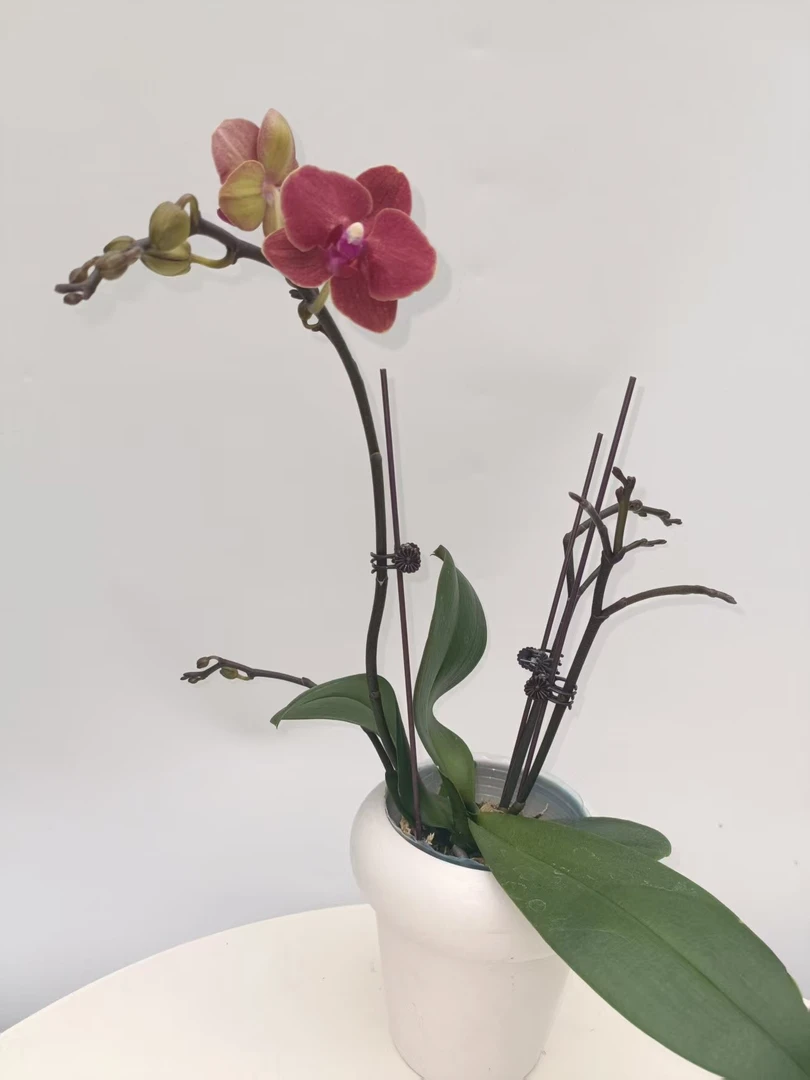 欢然花田蝴蝶兰（金边玲珑单