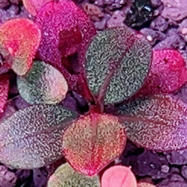 福利61号福利价植物一头(经典花溪）