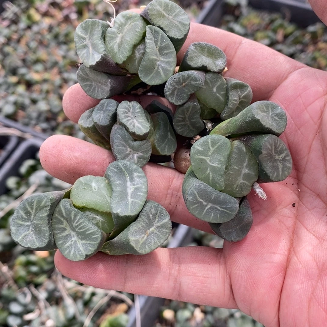 1736 一颗武大郎万象 618福利。