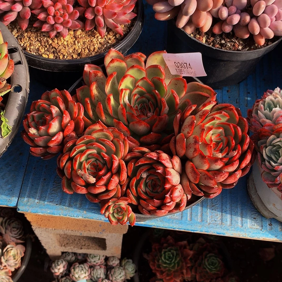 暮***雨      保利安娜多肉03074