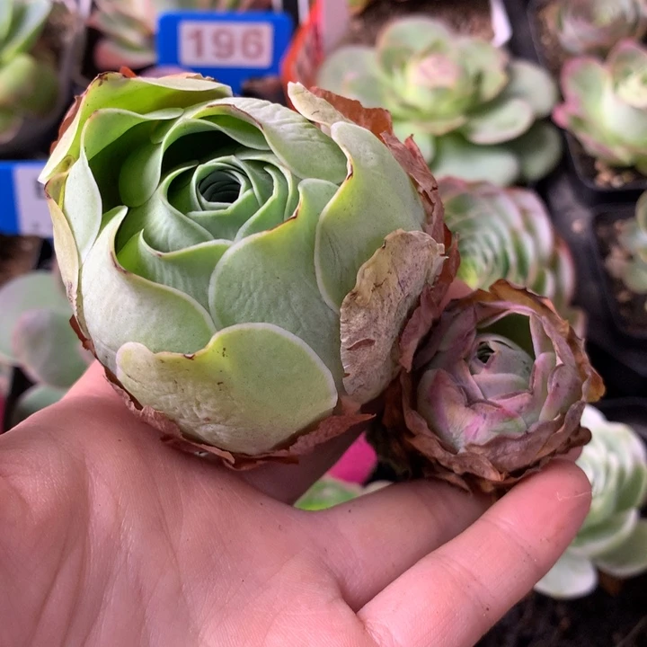 红****一物一拍组合福利