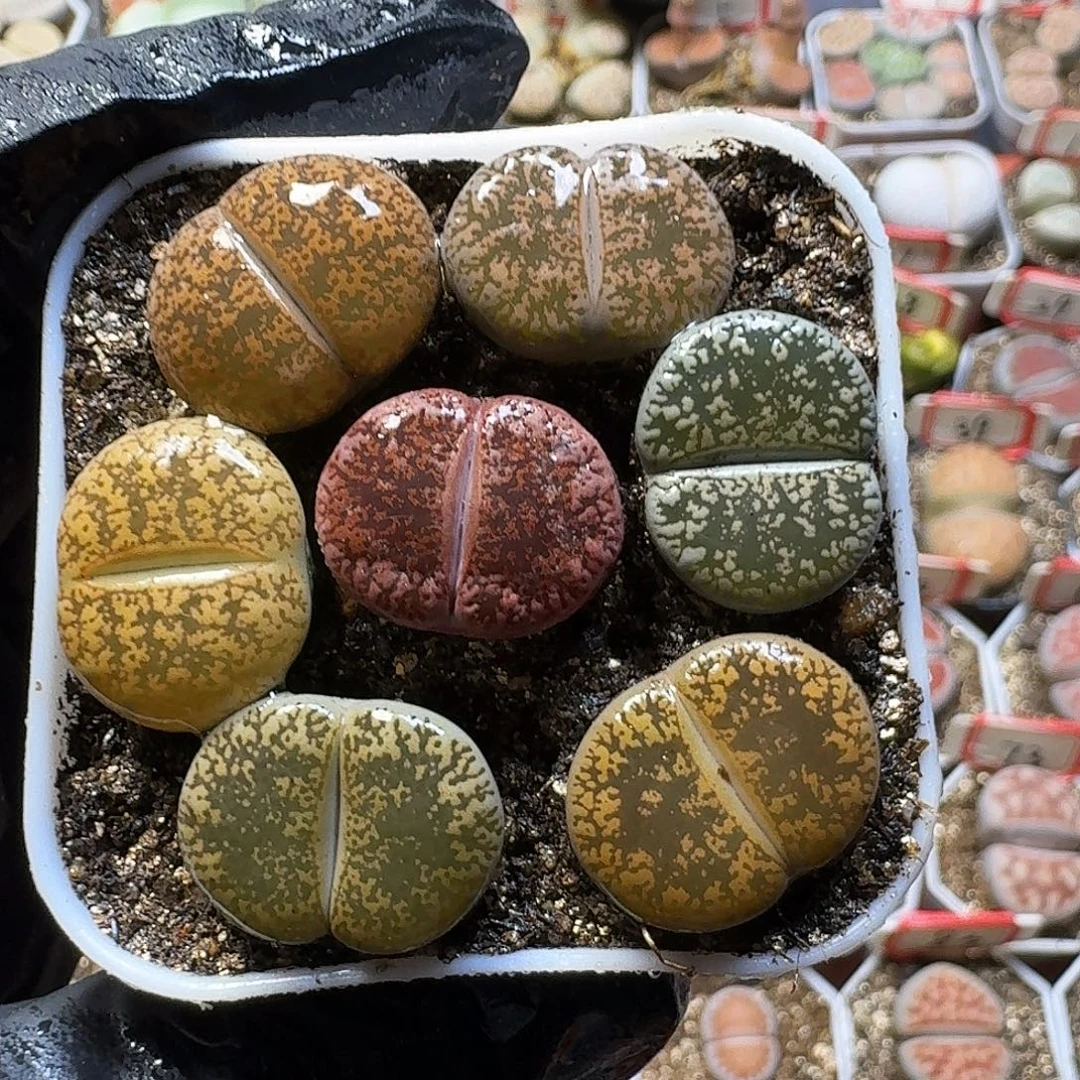 生石花23:::。 33