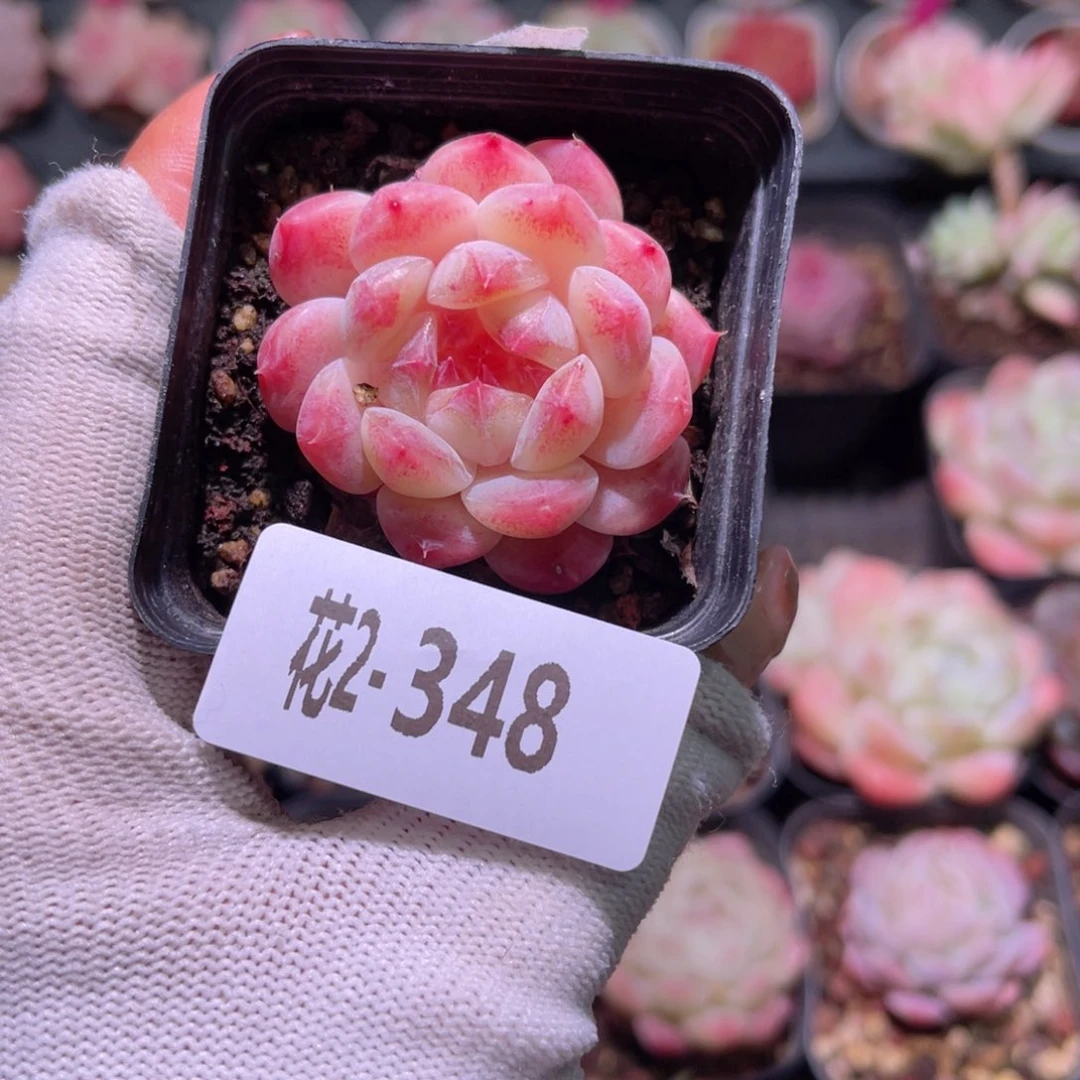 花02-348秘境冰魄