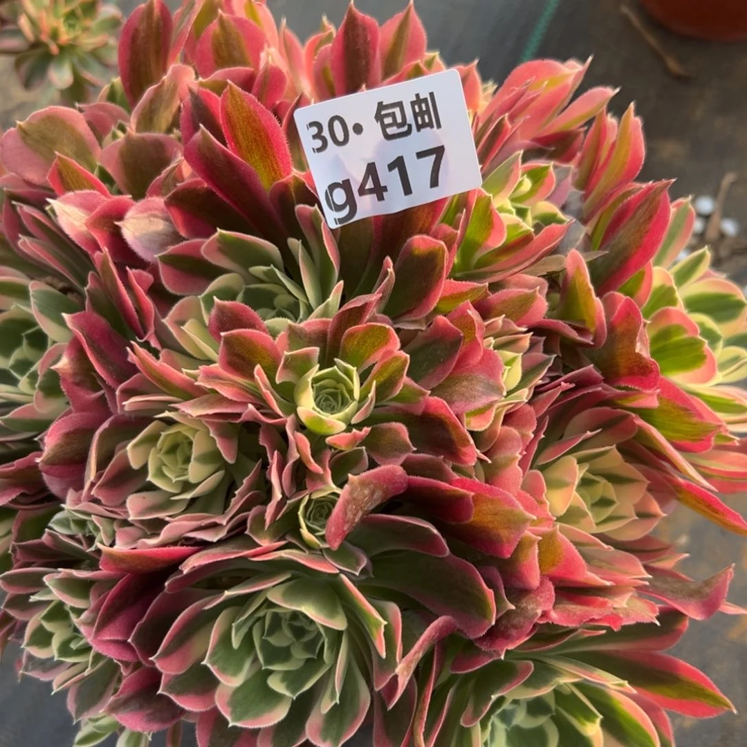 417白凤多肉法师