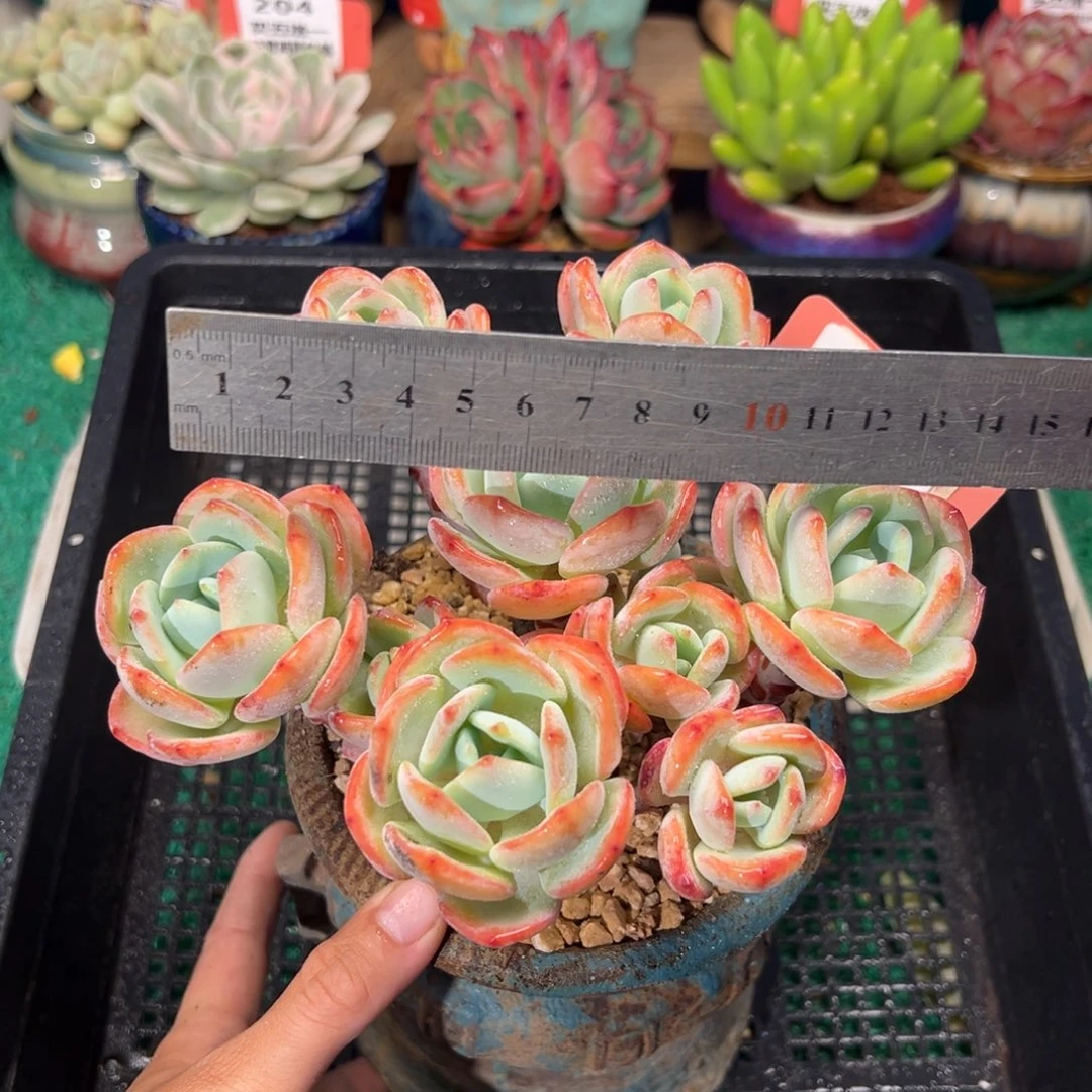 表妹精品多肉植物264.