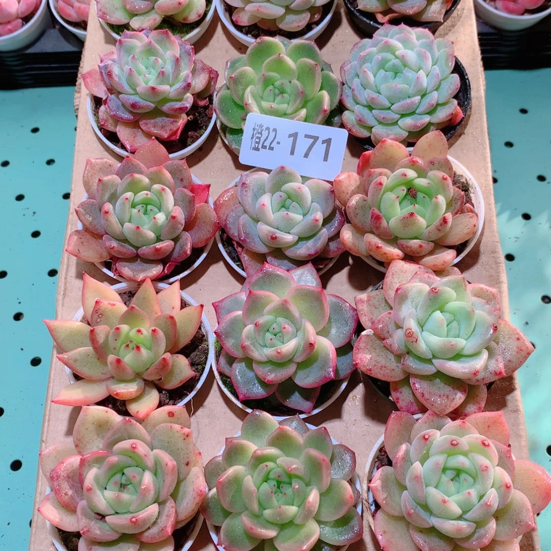 22-171一物一拍多肉带盆18颗