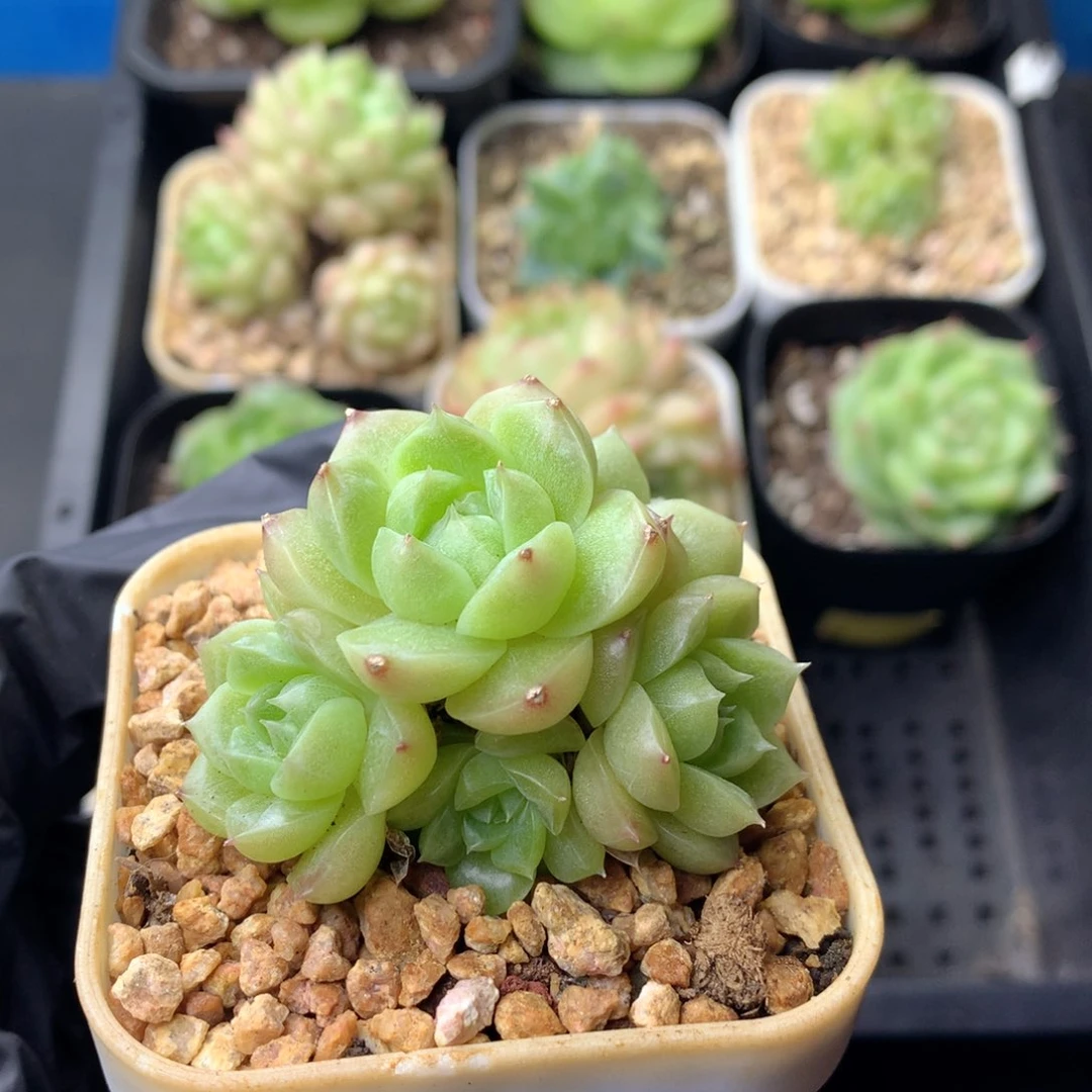 58包邮  群生不包整 24