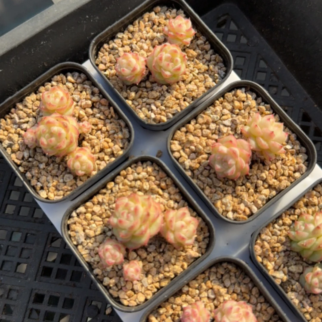 丸丸绿 盆口5.3厘米