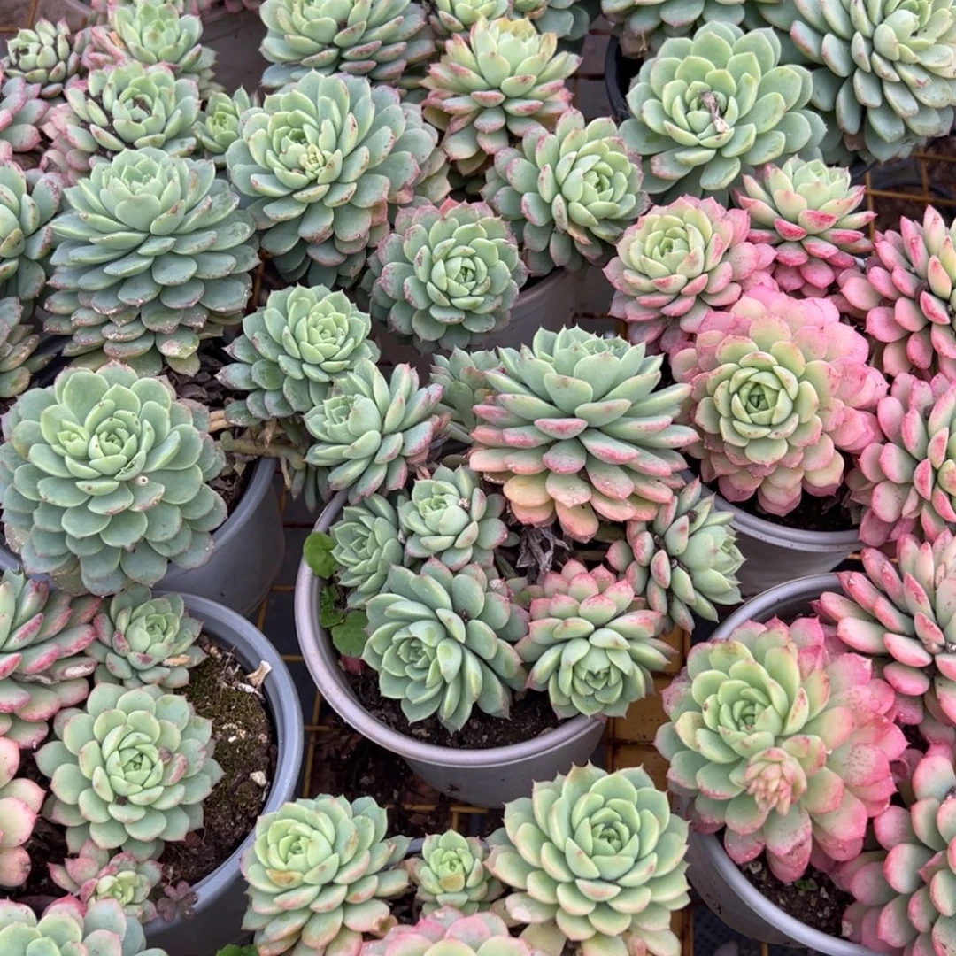 多肉植物玛卡巴卡三个