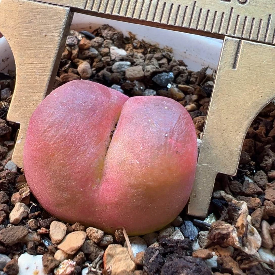 红毛桃多肉植物11