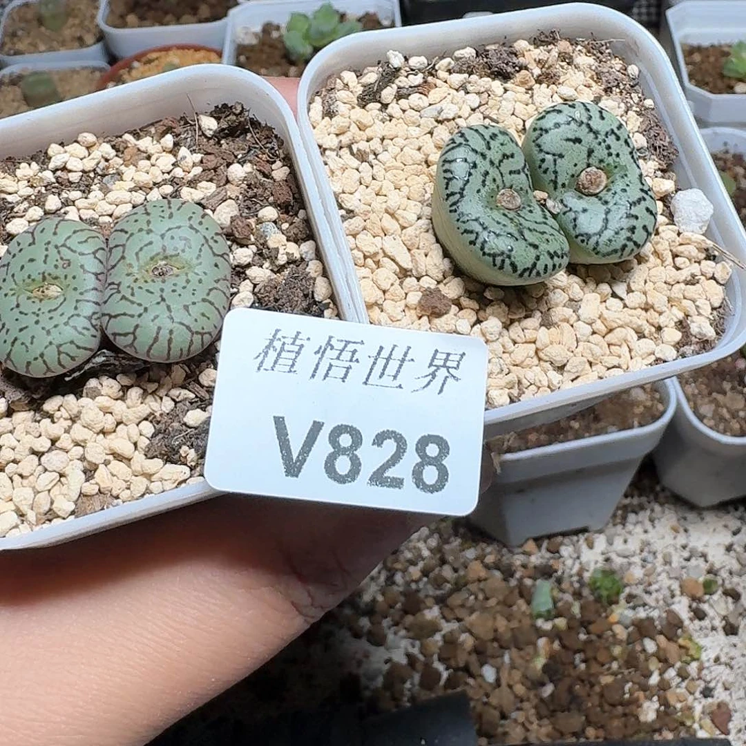 828盒多肉植物哇3颗