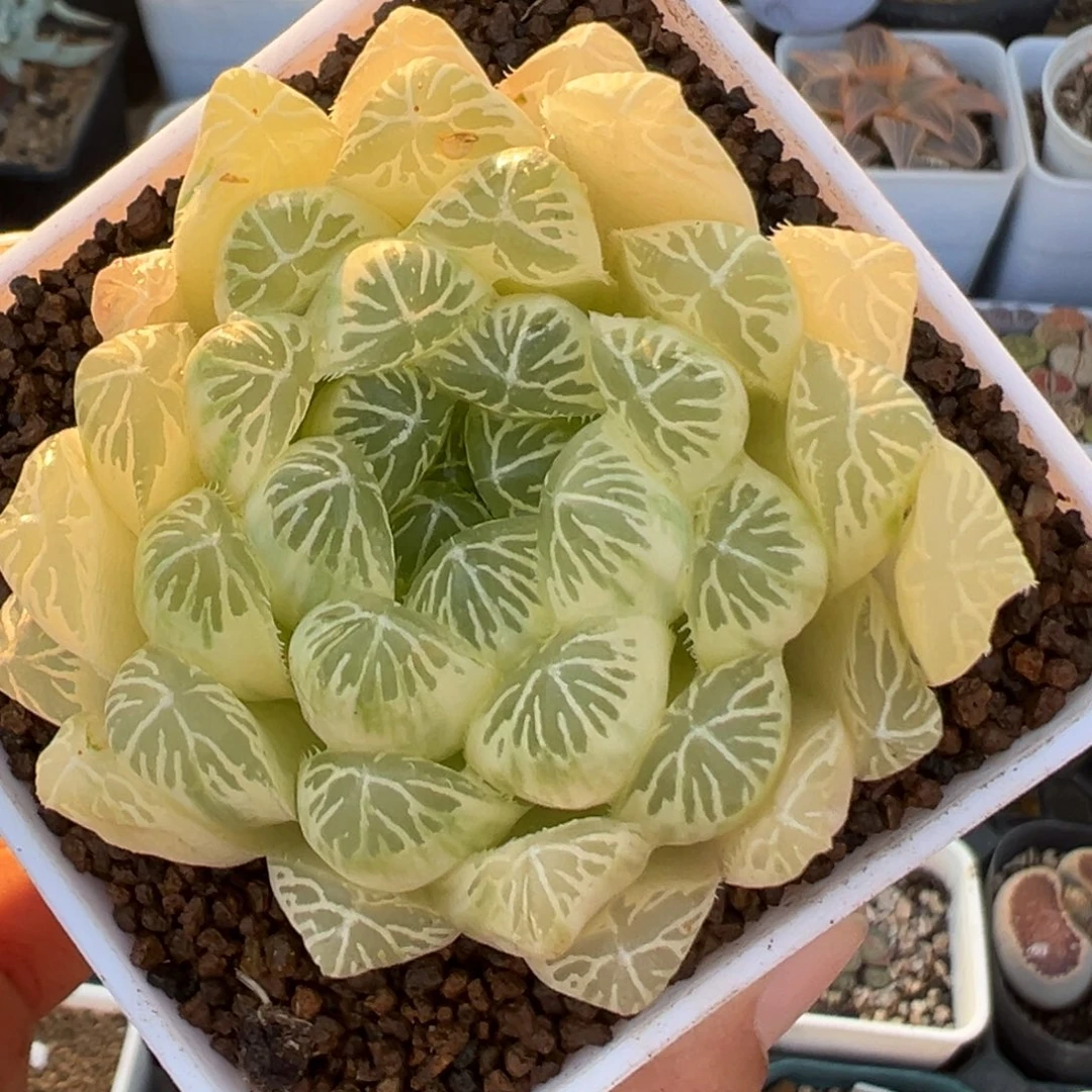 301多肉植物百科植物