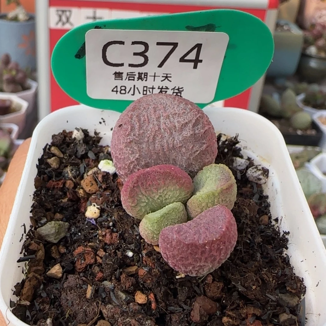 红烧肉。    374。