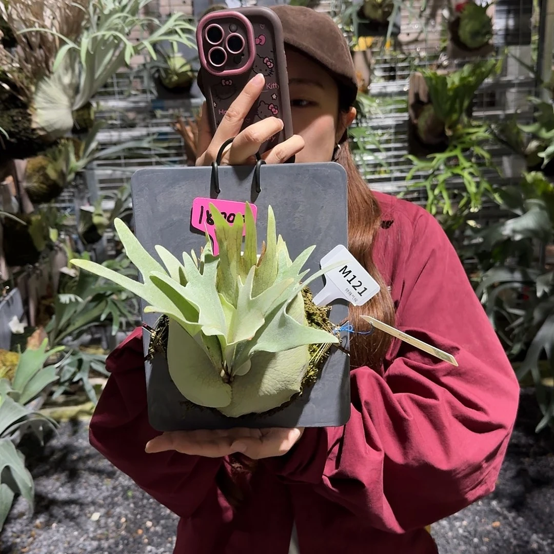 不开花植物M121-斑比 波哥苏丹 独角兽 三混侏儒特选