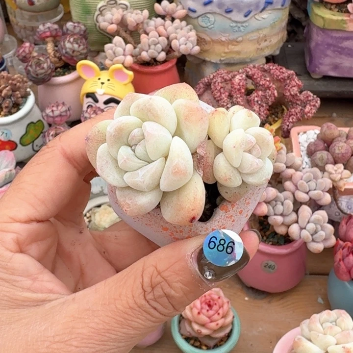 686 多肉含盆土 满30元包邮 ➗偏远地区