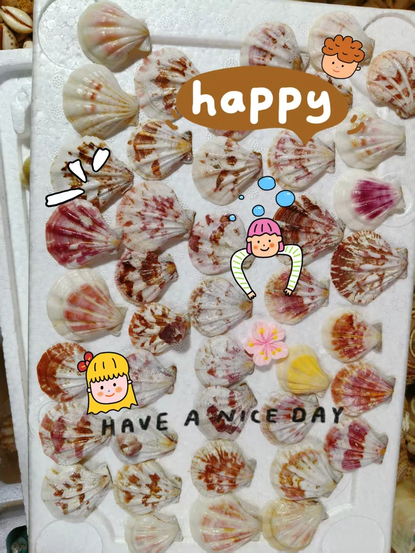 天然贝壳  小厚扇贝彩色手工diy材料鱼缸造景装饰