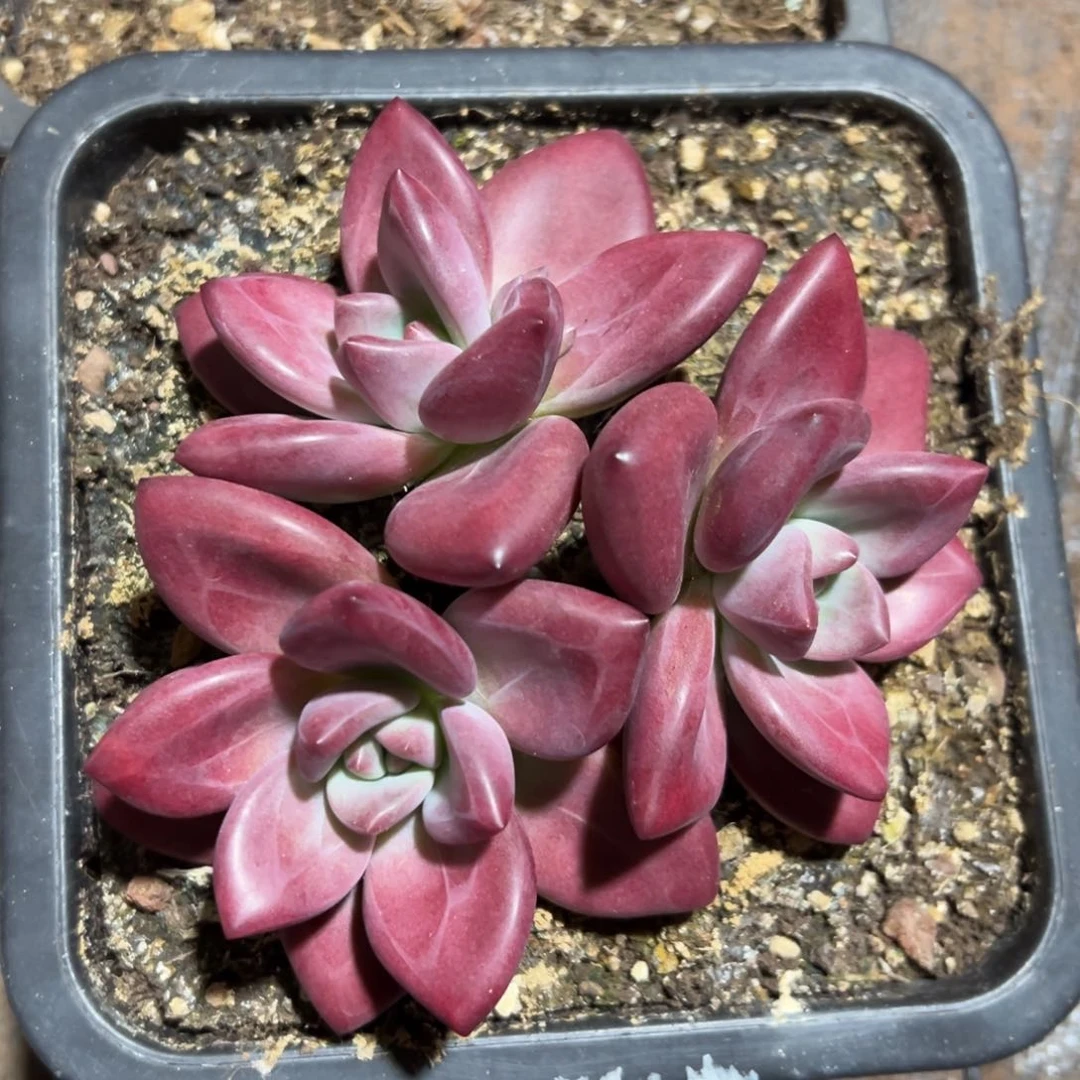 出门了出门了00000