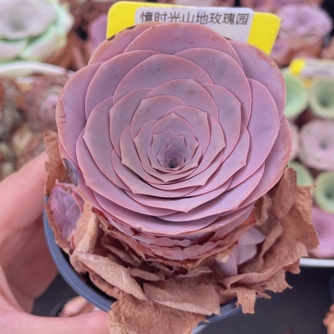 山地玫瑰028满38包邮裸根发货