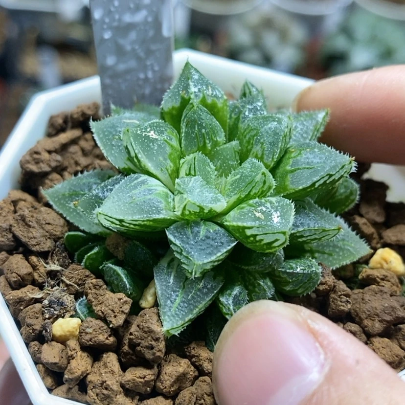 【闪购商品】410白砂糖