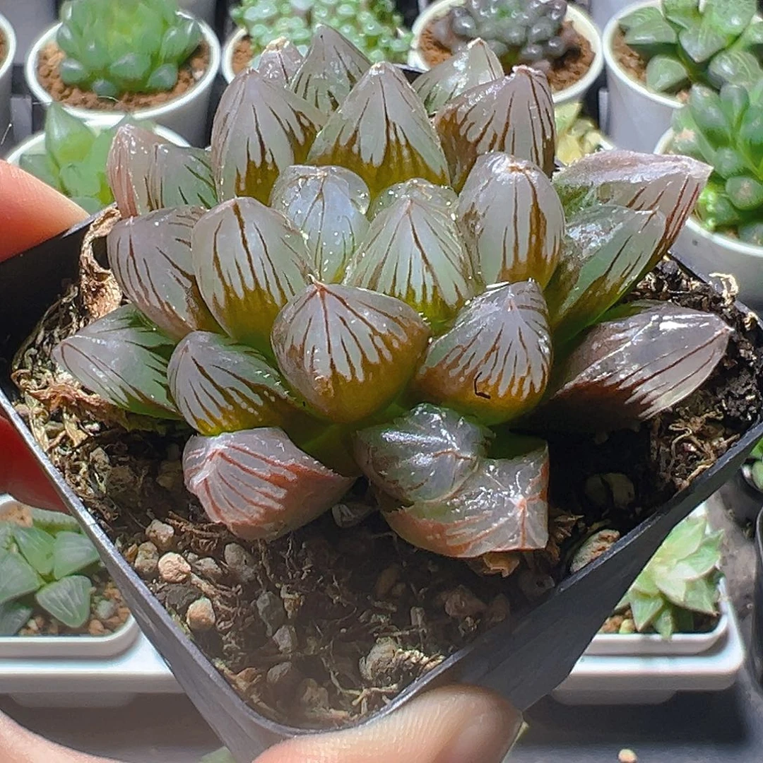 龙爪母本玉露多肉植物一颗