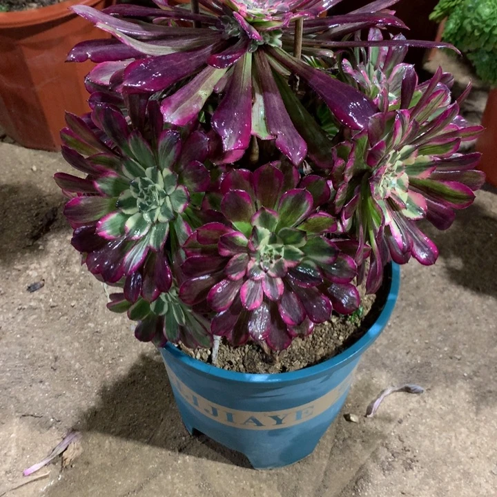 505铜花顺多肉植物特价