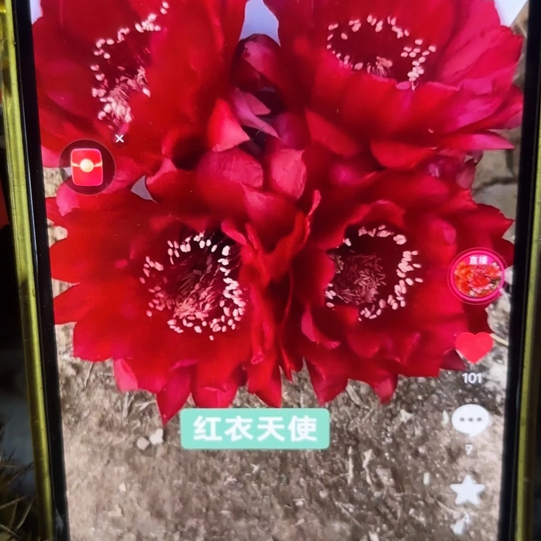 红衣天使彩侧牙20包邮仙人球7