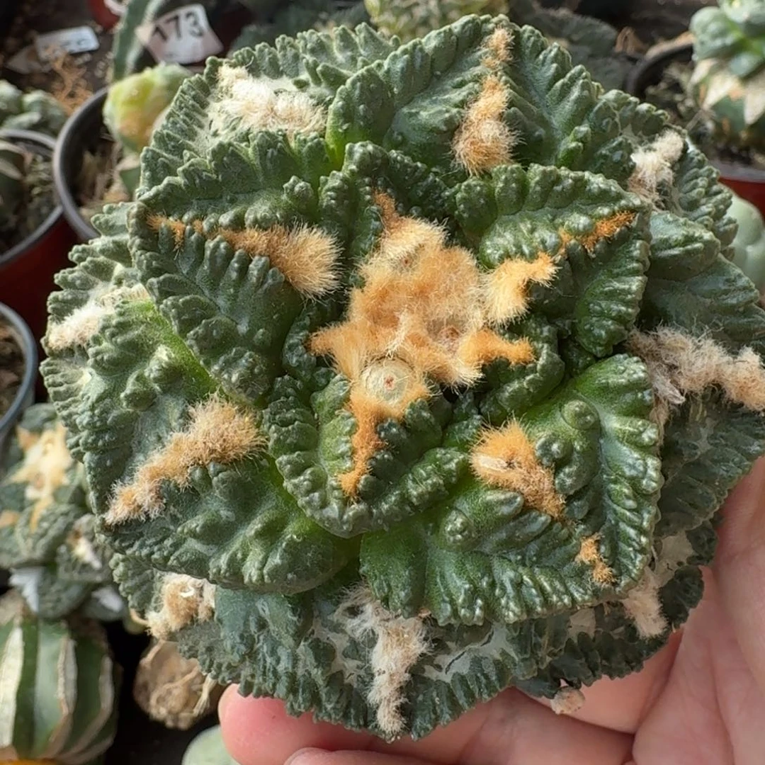 【闪购商品】苗接大尤哥斯拉龟甲721仙人球