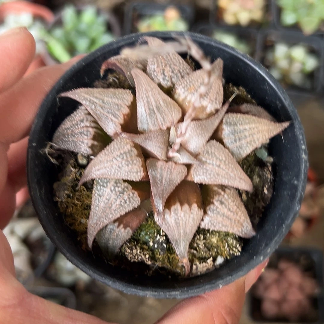 东*多肉植物多肉植物