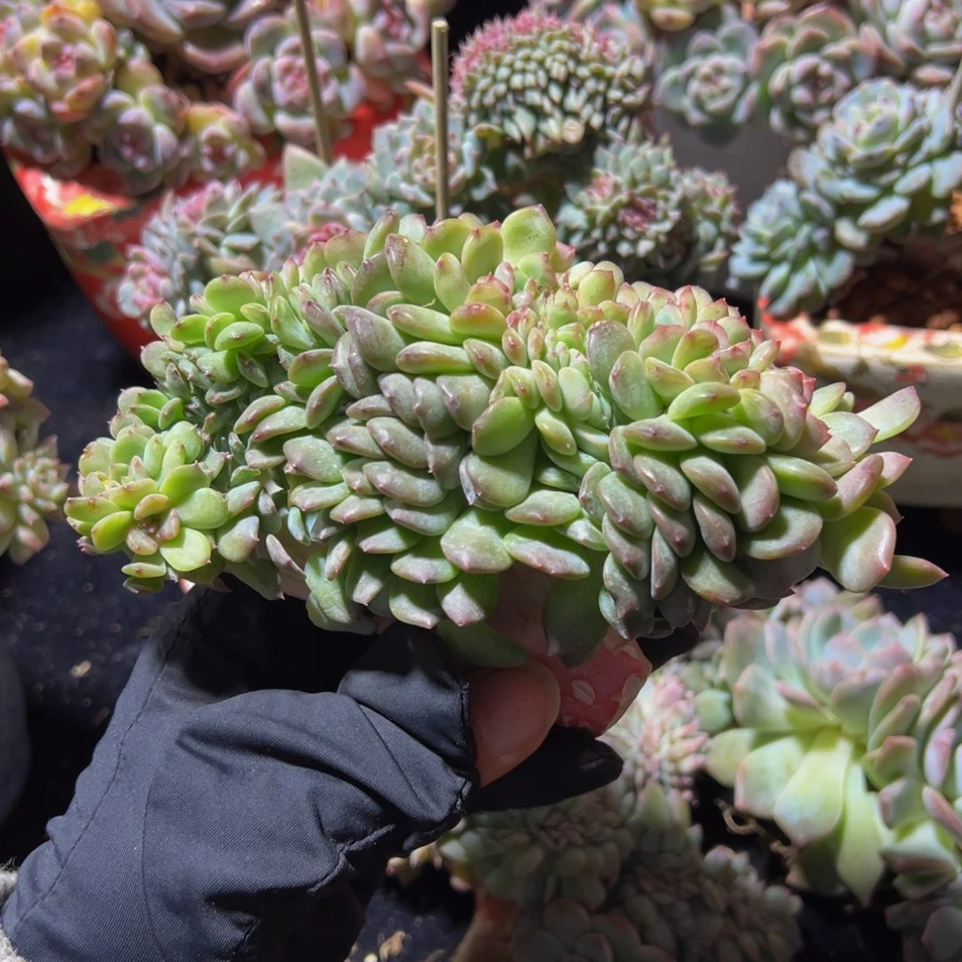 琥珀缀555 天天开心