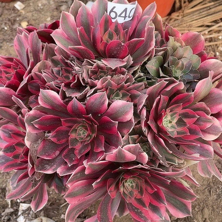 无花朵640女妖对肉植物