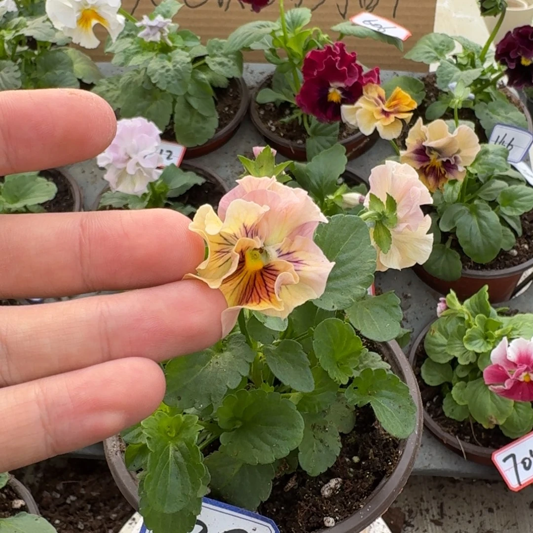 大部分花苞少量开放38