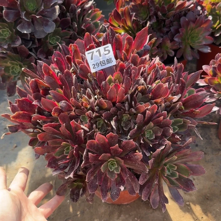 赤霞飞……多肉植物……