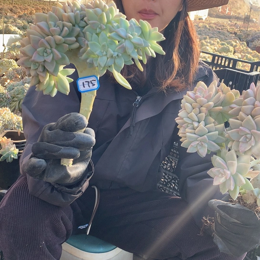 175 淡雪缀 一物一拍