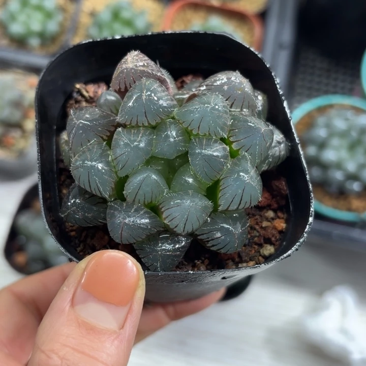 红赤线玉露多肉植物