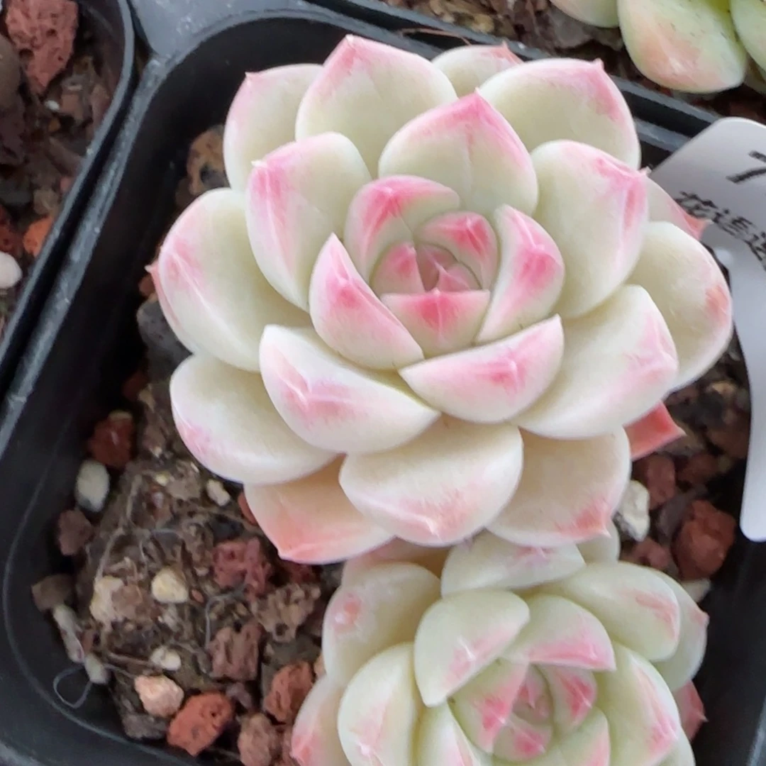 花语逸镜0204-754