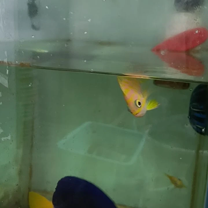 海水鱼发霉鱼海水观赏鱼 6+