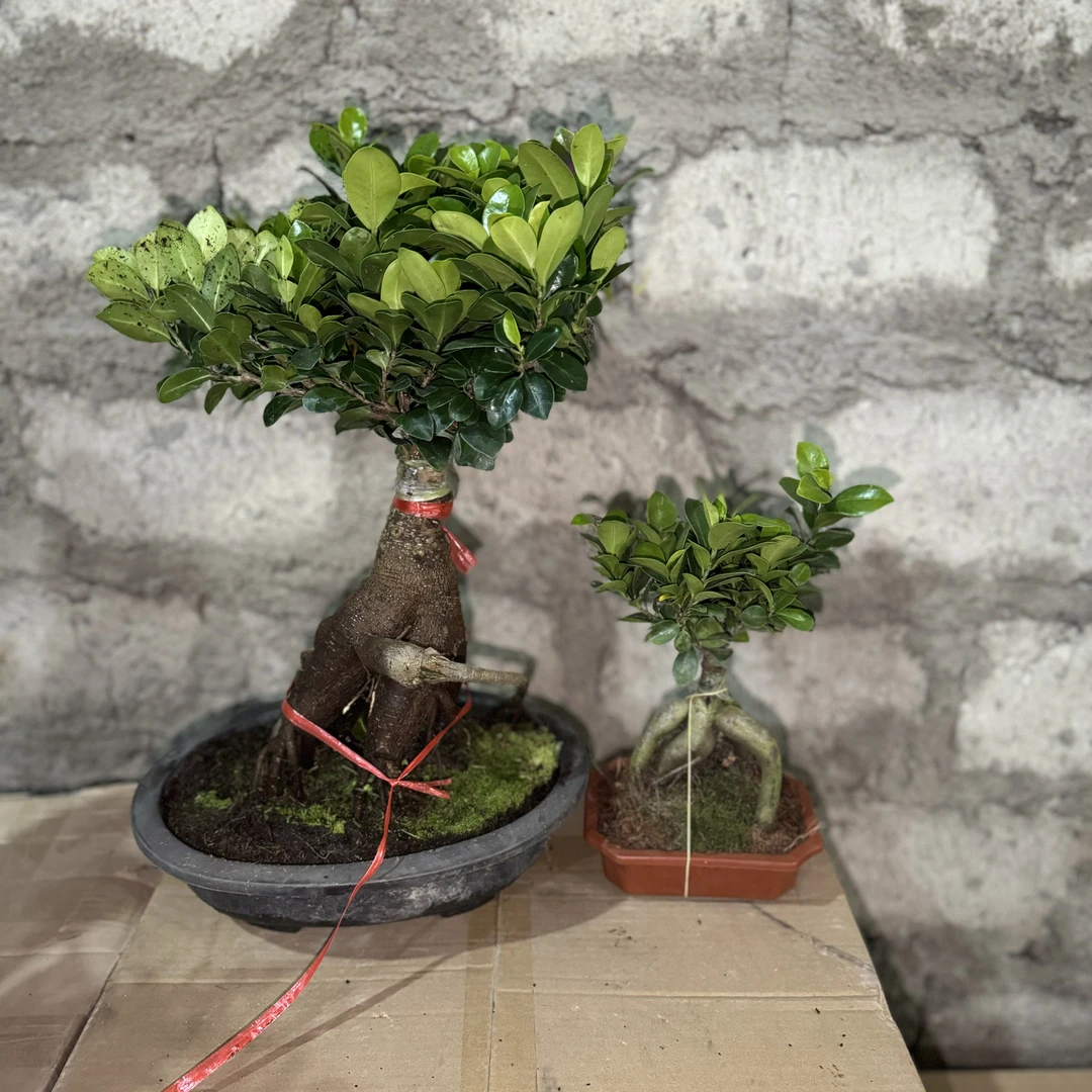 西藏包邮绿植-人参榕